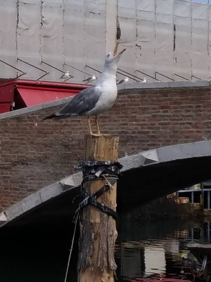 vacanze green a Chioggia